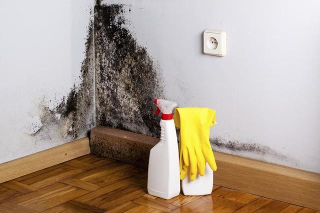 Inspecting Your House for Mold