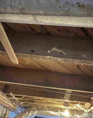 Removing the old Insulation